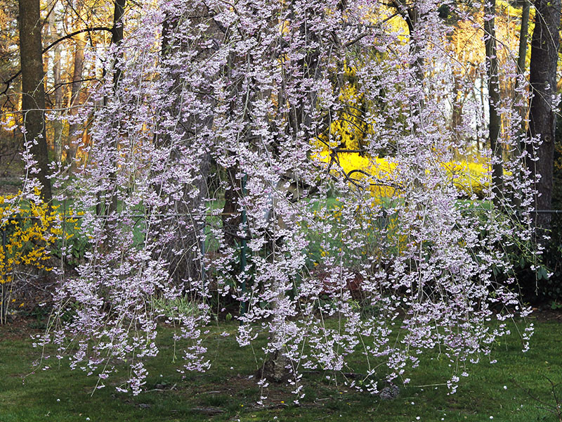 two cherry trees in bloom