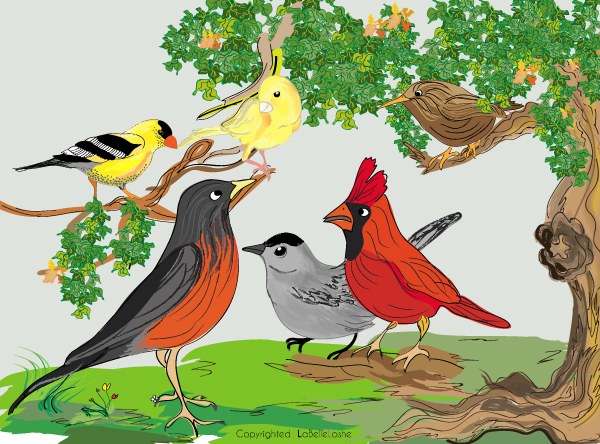 illustrations of birds